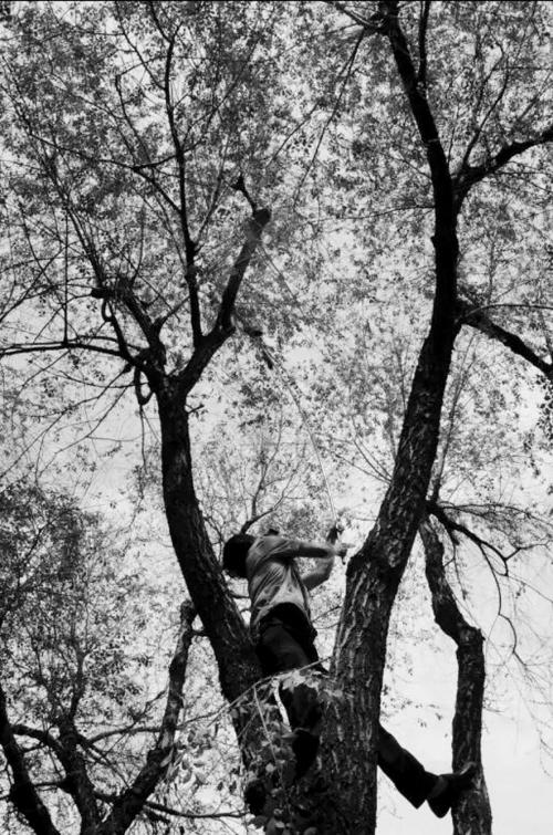 松雀鹰"倒挂"大树上 "玩鹰者"或涉嫌违法