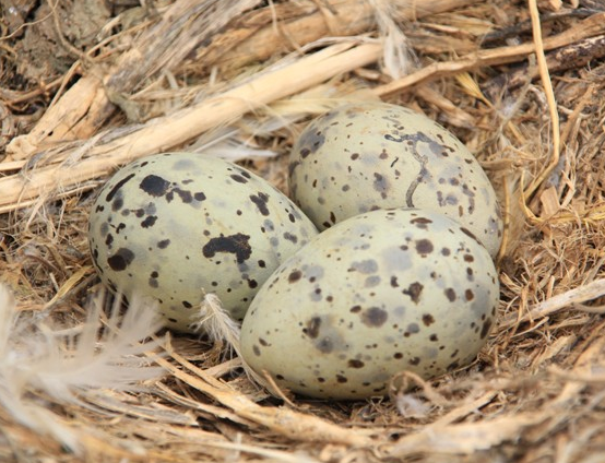 村民偷盗海鸥蛋被罚一千元