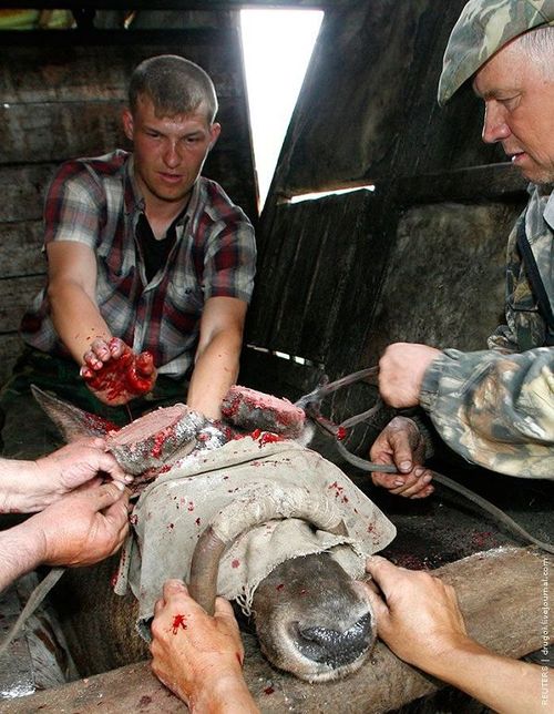 鹿角,别名斑龙角(《本草纲目》),为鹿科动物梅花鹿或马鹿已骨化的老角