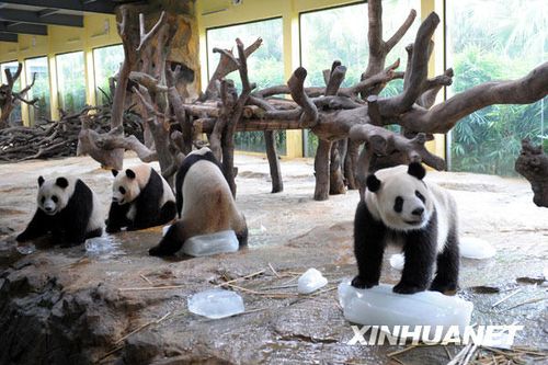 廣州香江動物園大熊貓抱冰塊消暑