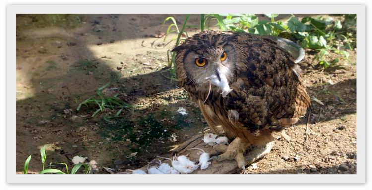 组图:网友摄影作品欣赏-木木夕