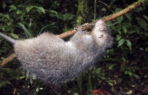 英国科学家新发现 硕鼠个大如猫性情温顺(图)