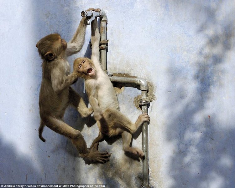 《水管上争斗的猕猴》,摄影师福赛斯在猴子庙旅游时,恰好看到图片中的