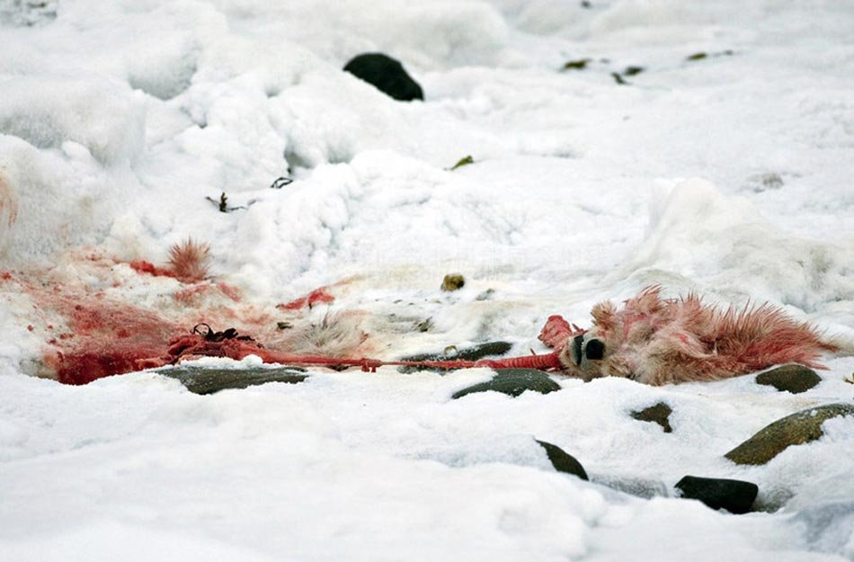 组图:全球变暖 北极熊同类相残