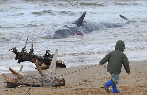 抹香鯨群在意大利海灘擱淺 5頭已死亡(組圖)