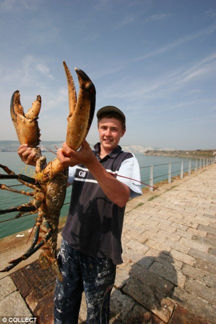 巨型龙虾王图片