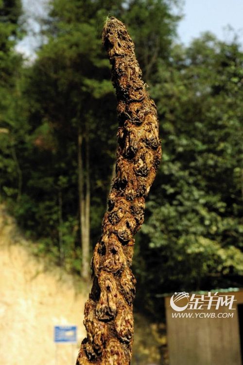 飞天蠄蟧抗甲流