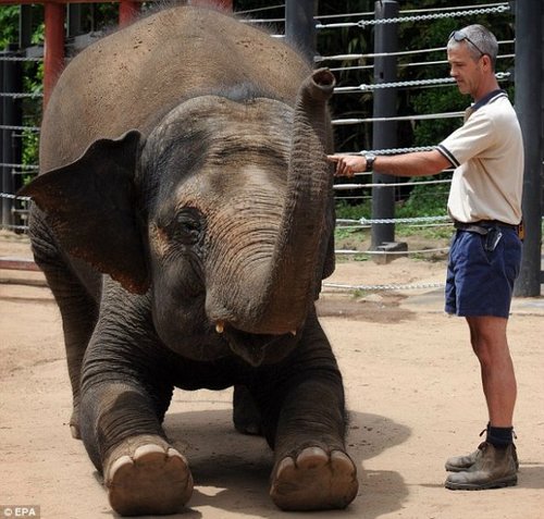 组图:德国动物园大象准妈妈产前齐做助产操