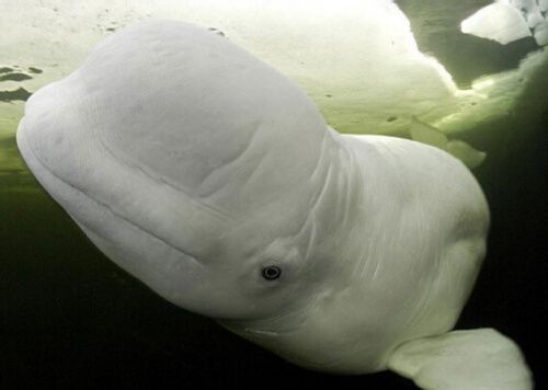 摄影师拍到白鲸在北极冰下嬉戏场景(组图)