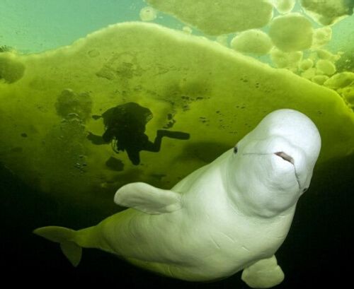 摄影师拍到白鲸在北极冰下嬉戏场景(组图)