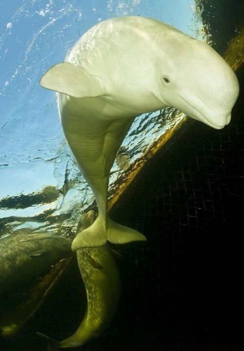 摄影师拍到白鲸在北极冰下嬉戏场景(组图)