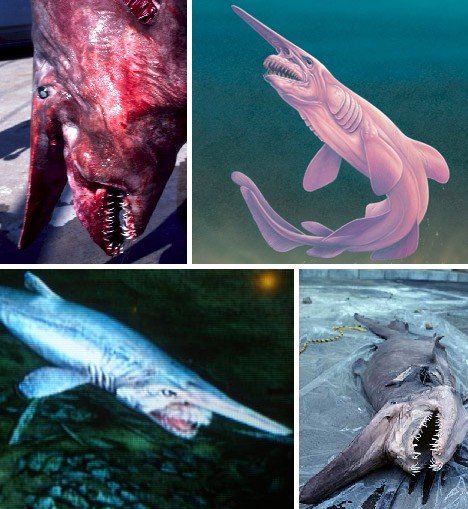 世界上最神秘的鲨鱼图片