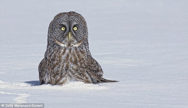 雪地猫头鹰表情包图片