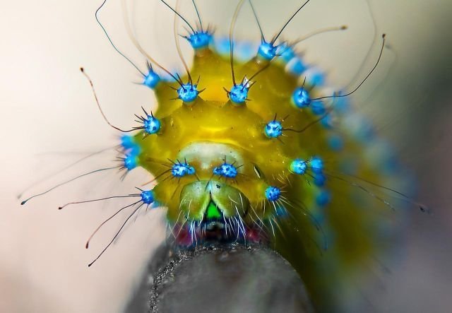 七彩毛毛虫微距写真.