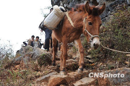 组图:广西山村旱区人挑马驮翻山越岭运水