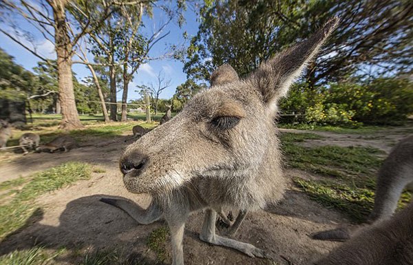 西姆比歐野生動物園發起這項活動,通過搞笑的方式呈現出動物們最原始