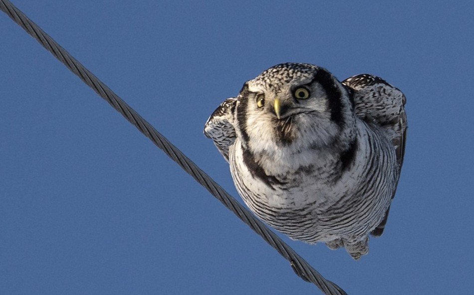 芬兰摄影师抓拍猫头鹰飞起瞬间