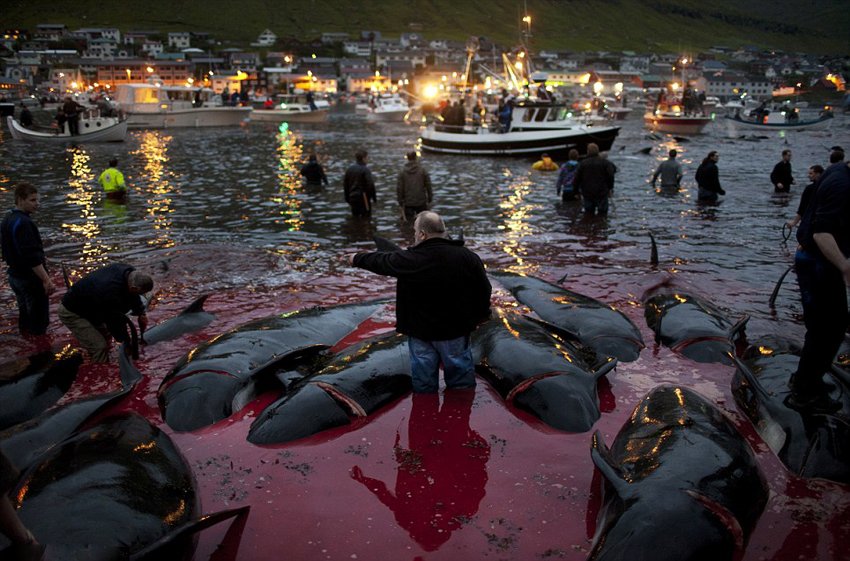 丹麦小岛迎传统屠鲸节 民众杀鲸血染大海