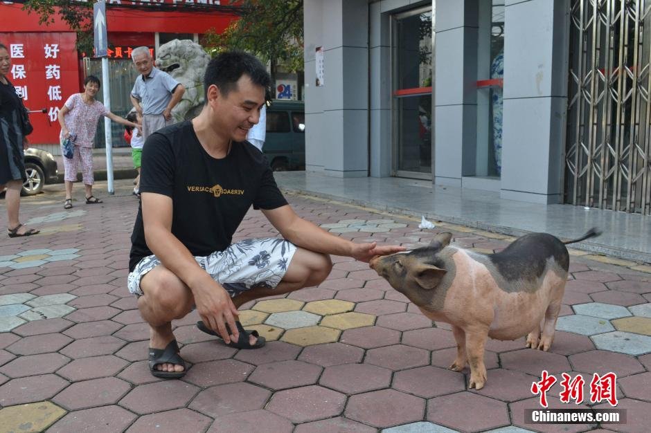 奇葩事,南昌街头遛猪