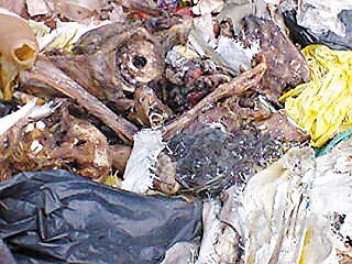[转贴]暨南大学医学院垃圾堆疑现人体残骸(图)
