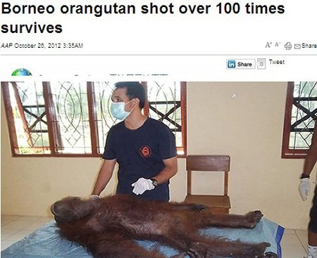 印尼一红毛大猩猩身中100多枪后幸存(图)