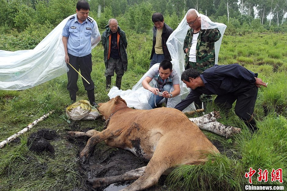 野生东北虎咬死狗图片