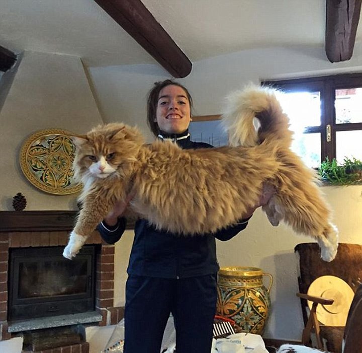 此外,吉尼斯世界纪录显示,当今世界上最长的猫咪是居住在美国内华达州