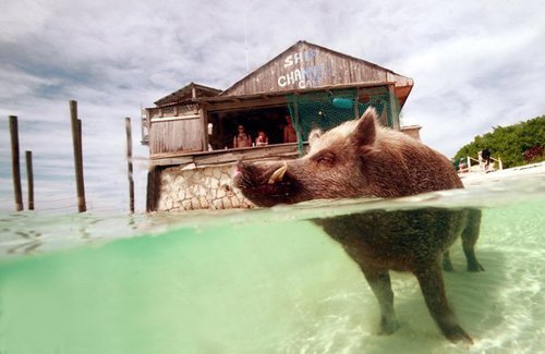 【陕西鱼化龙旅行社】岛主是猪? 世界最奇特的私人小岛