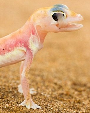 超萌粉色小壁虎 舌尖舔食眼球上露珠