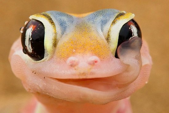 超萌粉色小壁虎 舌尖舔食眼球上露珠