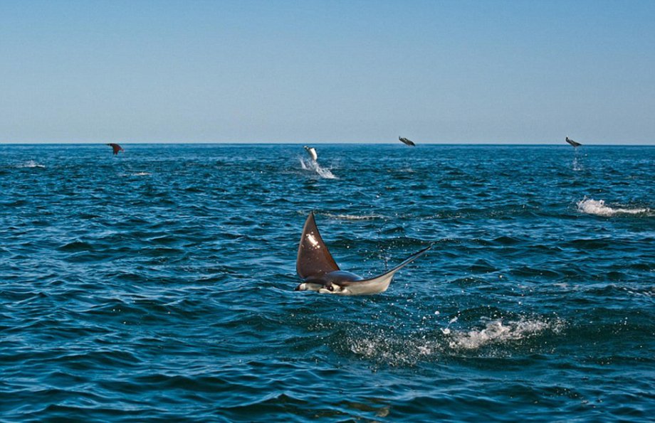 【转载】摄影师拍成千上万"魔鬼鱼"凌空飞跃场面