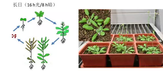 圖(左圖)以及不同生長發育時期(幼苗期及開花期)擬南芥植物圖片(右圖)