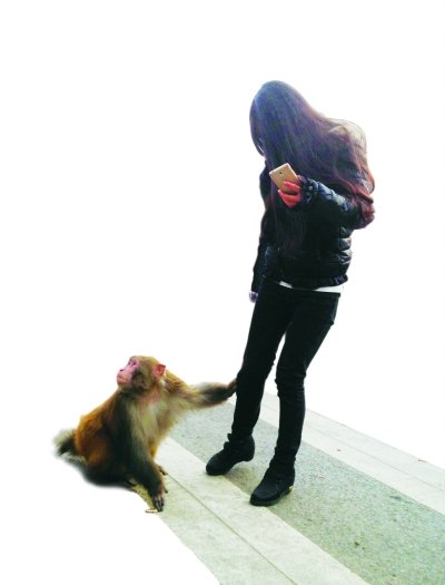 武汉市洪山区伏虎山下的虎泉闹市,一只10岁左右的猕猴,生活逗留在此