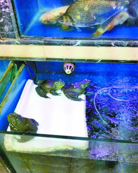 郑州一超市牛蛙蹦出水缸 咬伤两岁幼童手指