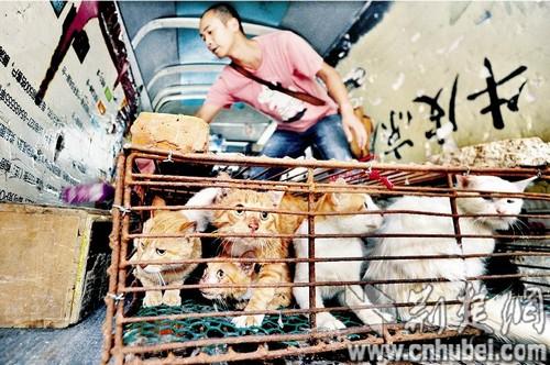 猫贩子欲再卖百余只猫志愿者彻夜蹲守解救宠物