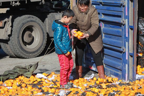 货车侧翻35吨鲜桔遭哄抢 3000棵绿化树被踩折