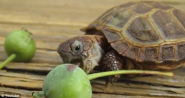 超萌小烏龜艱難啃小山楂 視頻逗樂網友