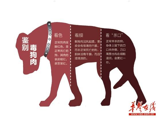 毒镖杀狗10人团伙一条龙作案 一年贩3吨"毒狗" - 信阳生活网