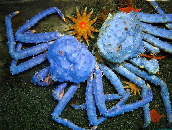 日本红王蟹变熏衣草色引游客围观(图)
