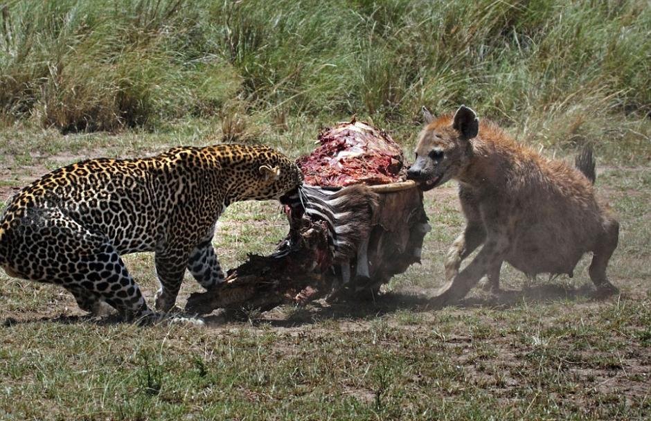 组图:实拍猎豹与鬣狗争抢猎物