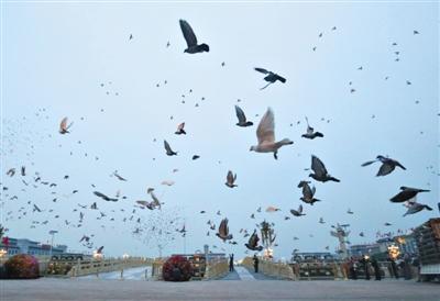 升旗结束,万羽和平鸽在天安门放飞.新京报记者 尹亚飞 摄