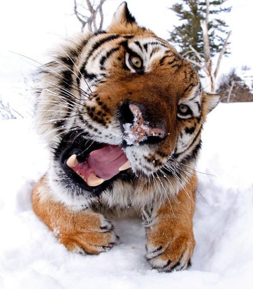 在另一张照片上,一只老虎呼出的气体在他的照相机镜头上凝结成冰.