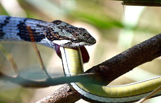 摄影师南非拍到蛇吞蛇惊人一幕