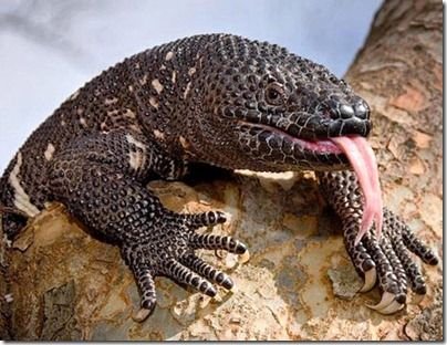 [原创]地球上最恐怖的16种致命杀手