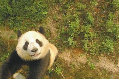 29岁熊猫儿孙遍布全球 17%圈养大熊猫是其后代