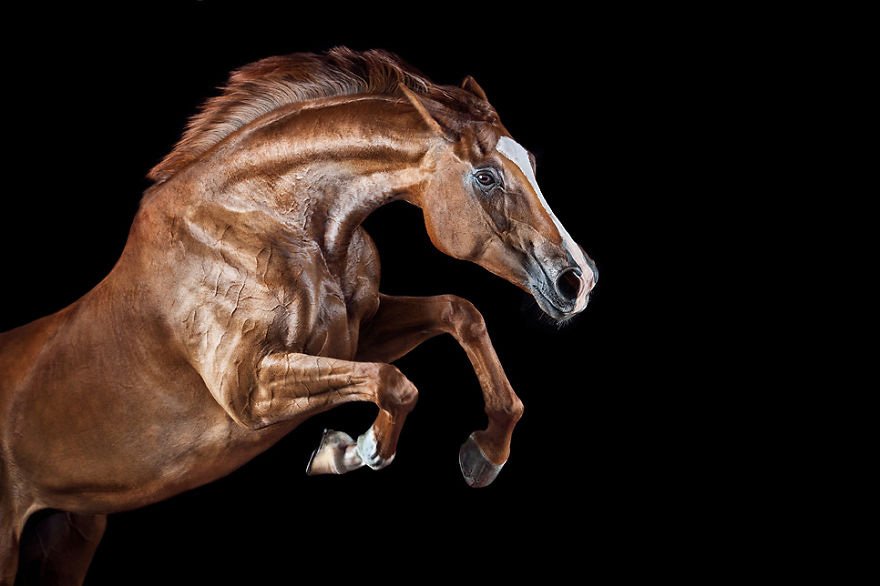 哈斯(wiebke haas)从小就为马痴迷,现在已成为一名专业的马儿摄影师