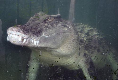 澳動物園鱷魚獸性大發 咬傷飼養員拖其入水(圖)