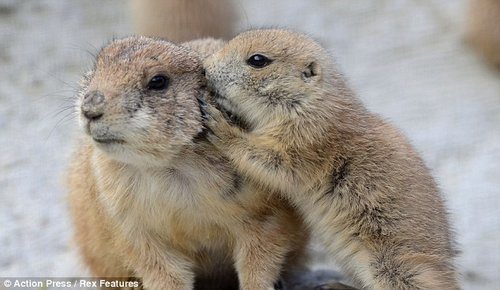 小土拨鼠正对着妈妈耳朵"说悄悄话".