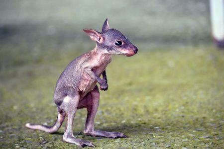 台东初鹿牧场澳洲小袋鼠,日前诞生新宝宝"",不过被妈妈弃养,未婚员工