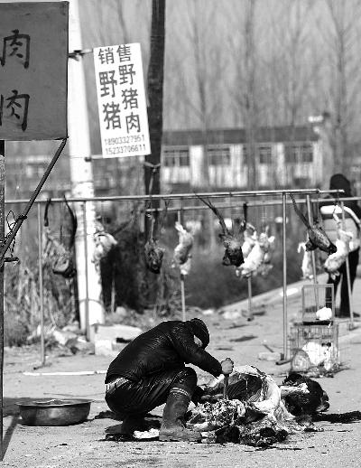 河北白洋淀路边黑市兜售保护动物 野兔扒皮卖